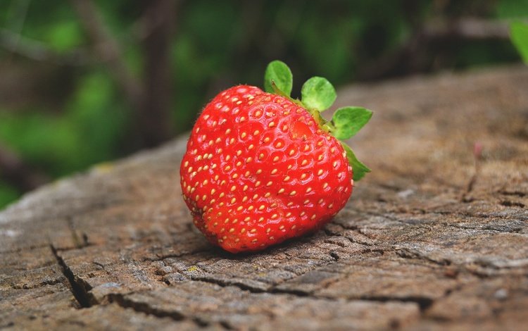 макро, лето, ягода, клубника, пень, macro, summer, berry, strawberry, stump