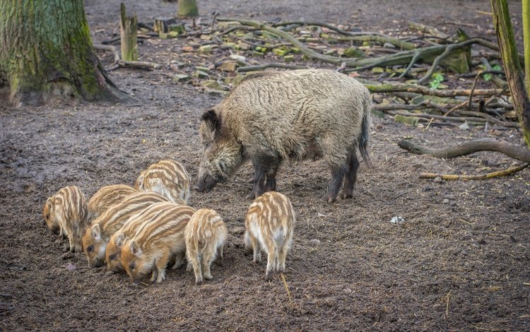 мама, свинья, кабаны, кабанчики, поросята, кабанята, mom, pig, boars, hog, pigs