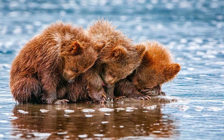 вода, животные, медведи, трое, детеныши, медвежата, water, animals, bears, three, cubs