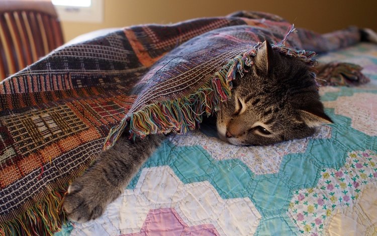 морда, кот, кошка, отдых, кровать, одеяло, лапа, face, cat, stay, bed, blanket, paw