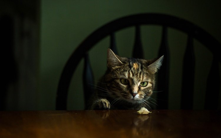 морда, кот, кошка, взгляд, стол, стул, темный фон, face, cat, look, table, chair, the dark background
