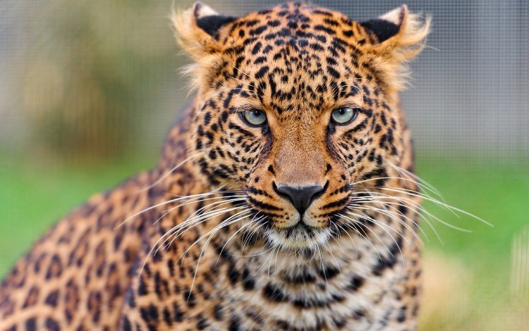 морда, усы, взгляд, леопард, хищник, большая кошка, face, mustache, look, leopard, predator, big cat