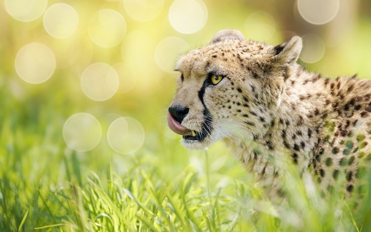 морда, трава, блики, гепард, дикая кошка, боке, face, grass, glare, cheetah, wild cat, bokeh