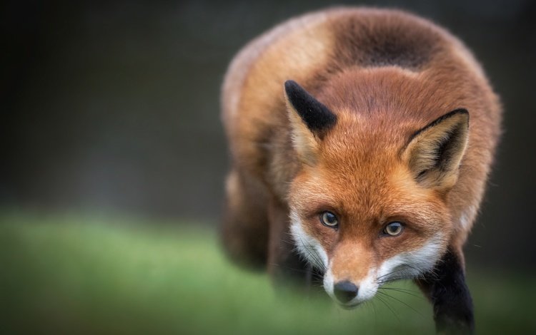 морда, взгляд, лиса, лисица, животное, face, look, fox, animal