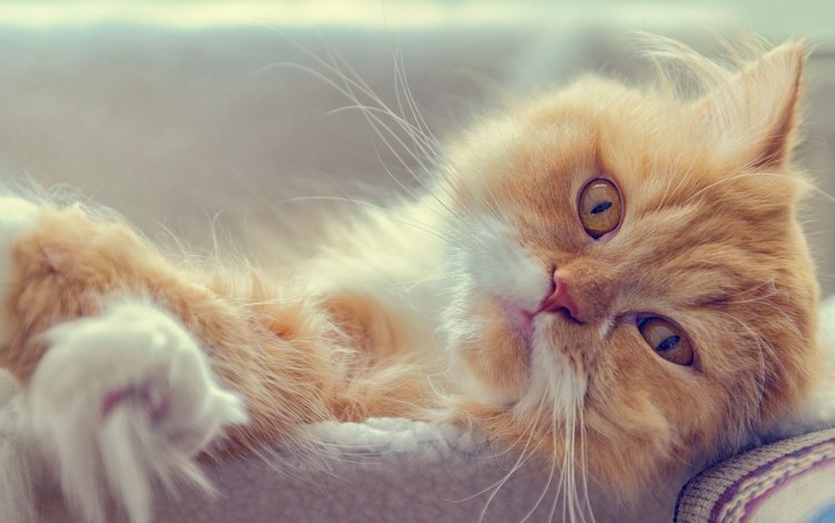 кот, мордочка, усы, кошка, взгляд, рыжий кот, персидская кошка, cat, muzzle, mustache, look, red cat, persian cat