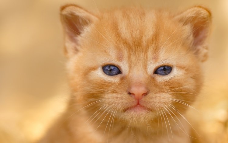 кот, мордочка, усы, кошка, взгляд, котенок, малыш, рыжий, cat, muzzle, mustache, look, kitty, baby, red