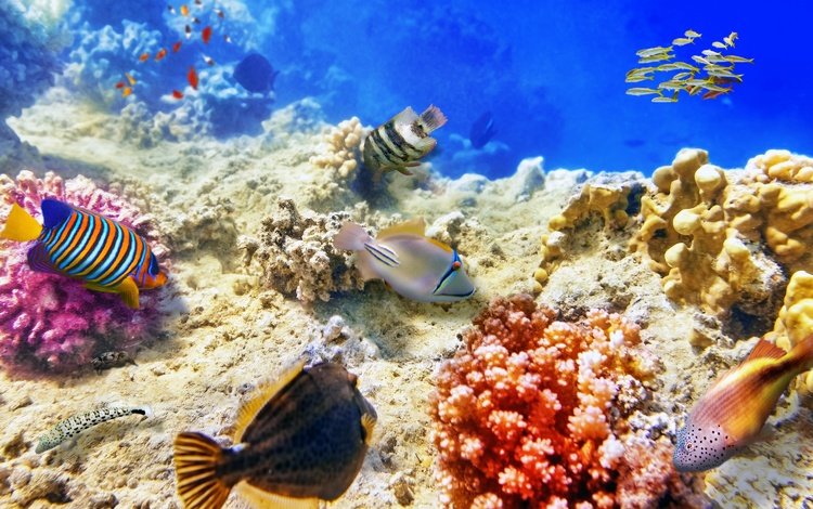 море, рыбы, дно, кораллы, подводный мир, sea, fish, the bottom, corals, underwater world