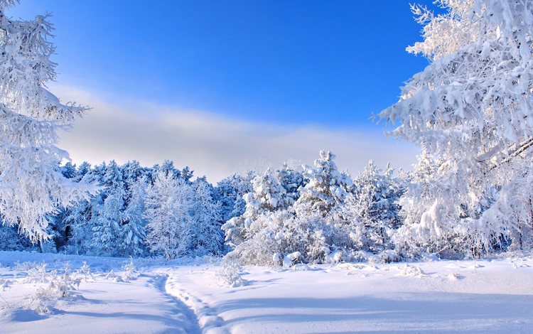 небо, деревья, снег, природа, лес, зима, тропинка, следы, the sky, trees, snow, nature, forest, winter, path, traces