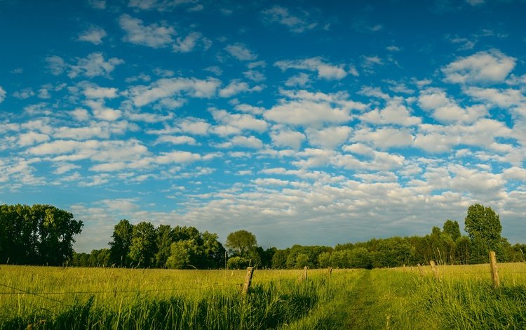 небо, дорога, трава, облака, деревья, зелень, поля, поле, забор, the fence, the sky, road, grass, clouds, trees, greens, field