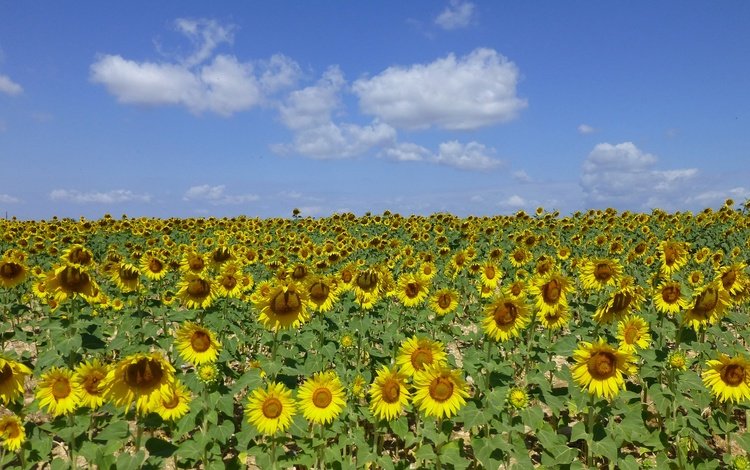 небо, цветы, облака, поле, подсолнух, подсолнухи, the sky, flowers, clouds, field, sunflower, sunflowers