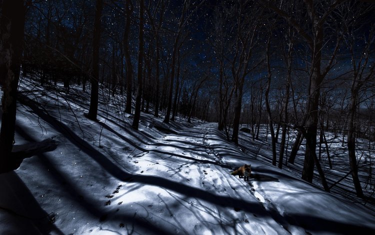 ночь, деревья, снег, лес, зима, лиса, следы, лисица, night, trees, snow, forest, winter, fox, traces