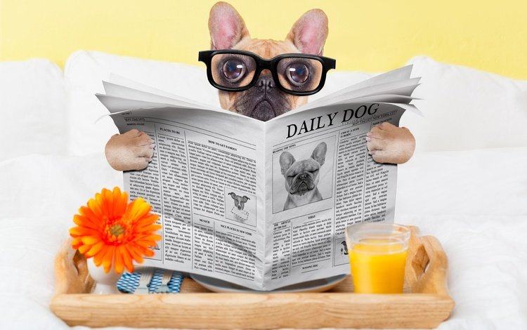 очки, собака, юмор, газета, стакан, мопс, сок, glasses, dog, humor, newspaper, glass, pug, juice