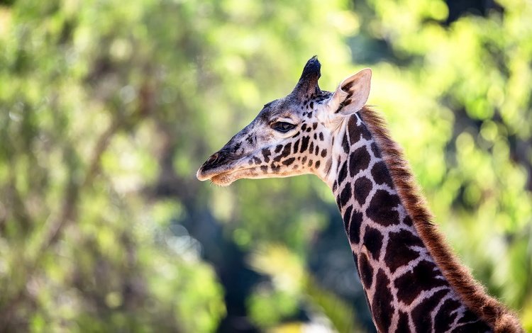 окрас, жираф, шея, color, giraffe, neck