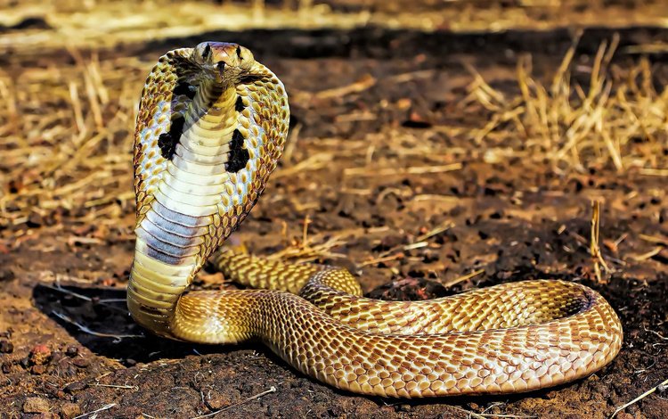 змея, рептилия, стойка, от, кобра, аспид, snake, reptile, stand, from, cobra, asp