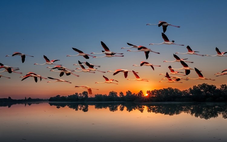 озеро, перелет, природа, закат, полет, фламинго, крылья, птицы, стая, lake, flights, nature, sunset, flight, flamingo, wings, birds, pack