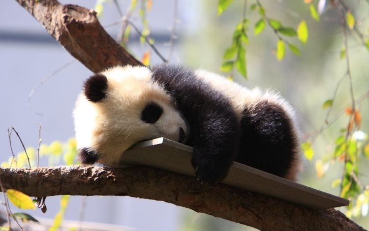 дерево, панда, сон, зоопарк, детеныш, дикие животные, tree, panda, sleep, zoo, cub, wild animals