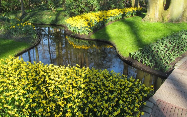 цветы, парк, пруд, нарциссы, нидерланды, голландия, keukenhof, flowers, park, pond, daffodils, netherlands, holland