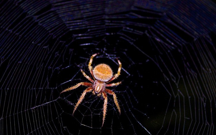 макро, черный фон, паук, паутина, членистоногие, macro, black background, spider, web, arthropods
