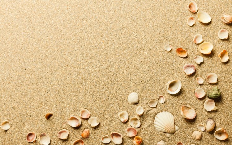 песок, пляж, ракушки, sand, beach, shell