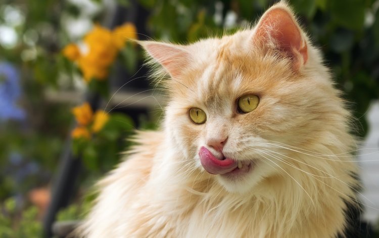 кот, мордочка, усы, кошка, взгляд, рыжий, язык, cat, muzzle, mustache, look, red, language