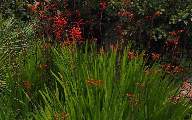 цветы, природа, цветение, сад, стебли, растение, крокосмия, flowers, nature, flowering, garden, stems, plant, crocosmia