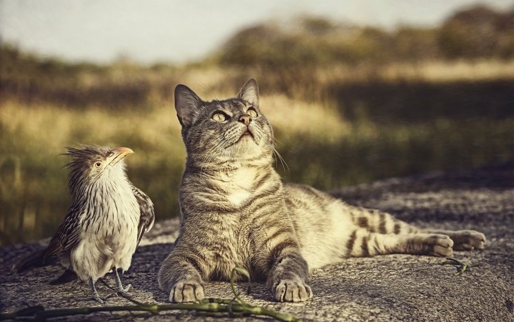 природа, кот, кошка, птица, любопытство, птичка, nature, cat, bird, curiosity