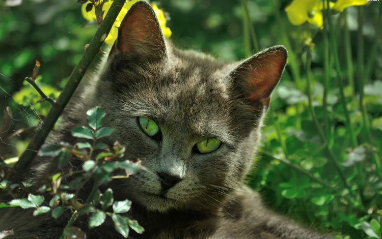 природа, кот, листва, кошка, зеленые глаза, nature, cat, foliage, green eyes