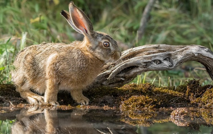 природа, мордочка, взгляд, кролик, уши, заяц, милый, nature, muzzle, look, rabbit, ears, hare, cute