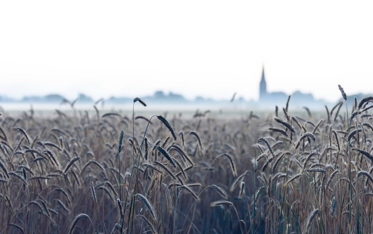 природа, туман, поле, колосья, пшеница, nature, fog, field, ears, wheat