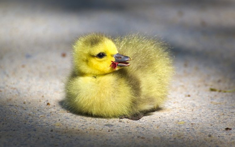 птенец, маленький, птица, клюв, малыш, гусь, глазки, гусенок, chick, small, bird, beak, baby, goose, eyes, gosling