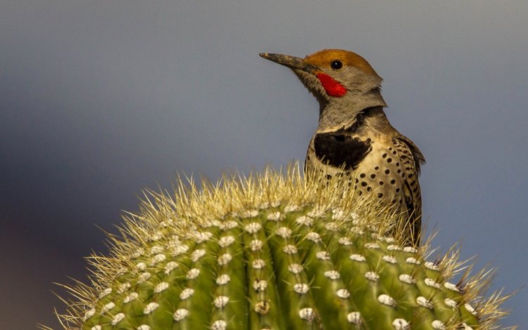 птица, клюв, кактус, дятел, шилоклювый дятел, bird, beak, cactus, woodpecker, silkly woodpecker