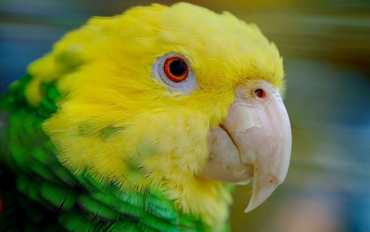птица, клюв, перья, попугай, желтоголовый амазон, bird, beak, feathers, parrot, yellow-headed amazon