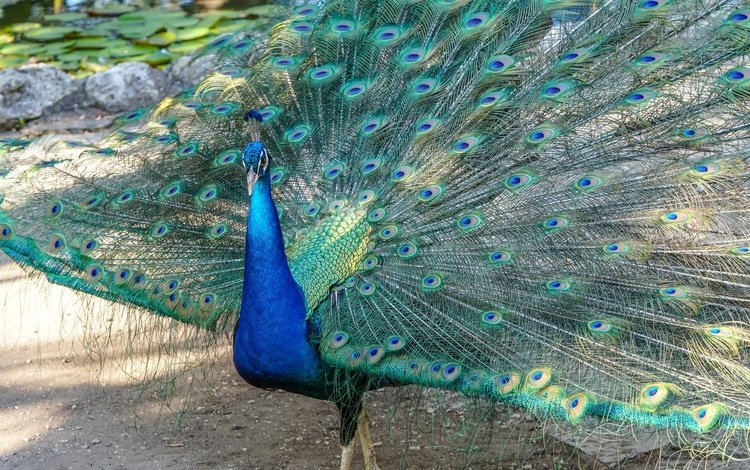 птица, клюв, павлин, перья, хвост, bird, beak, peacock, feathers, tail