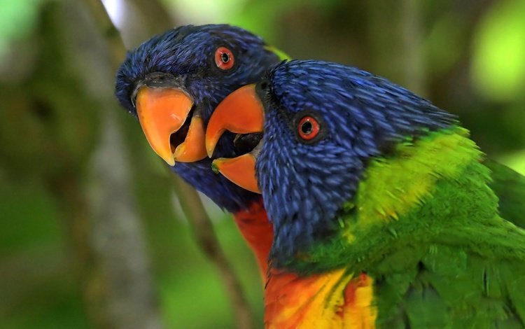 птица, клюв, перья, попугай, радужный лорикет, многоцветный лорикет, bird, beak, feathers, parrot, rainbow lorikeet, multicolor lorikeet