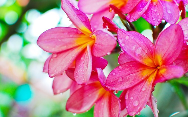 цветы, роса, капли, плюмерия, flowers, rosa, drops, plumeria