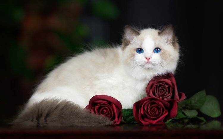 кот, мордочка, усы, розы, кошка, взгляд, голубые глаза, рэгдолл, cat, muzzle, mustache, roses, look, blue eyes, ragdoll