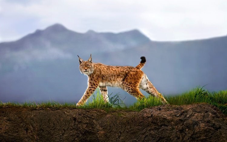 трава, горы, рысь, взгляд, хищник, дикая кошка, grass, mountains, lynx, look, predator, wild cat