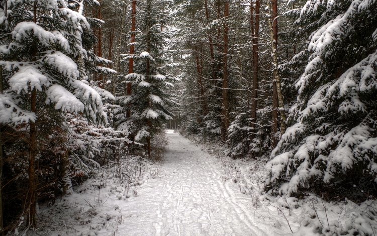 деревья, снег, лес, зима, дорожка, ель, следы, хвойные, trees, snow, forest, winter, track, spruce, traces, coniferous