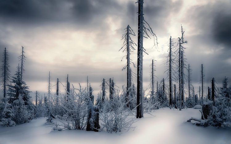 небо, деревья, снег, лес, зима, стволы, the sky, trees, snow, forest, winter, trunks
