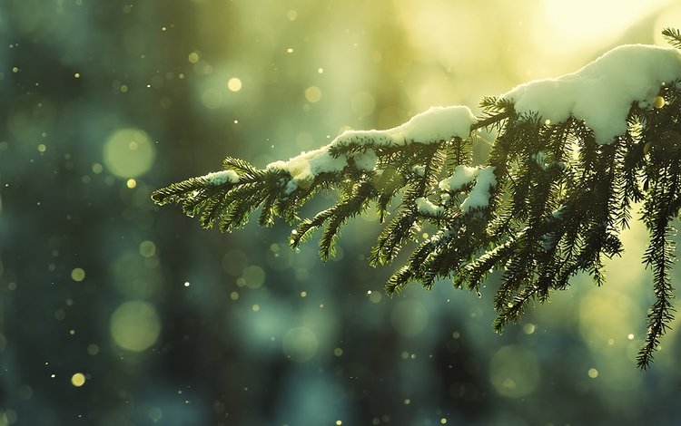 снег, природа, хвоя, зима, ветки, мороз, боке, snow, nature, needles, winter, branches, frost, bokeh