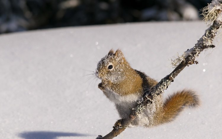 снег, природа, зима, белка, белочка, грызун, snow, nature, winter, protein, squirrel, rodent