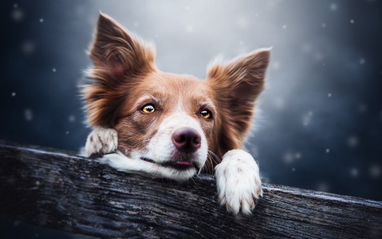 глаза, снег, взгляд, собака, пес, бревно, бордер-колли, cecilia zuccherato, eyes, snow, look, dog, log, the border collie
