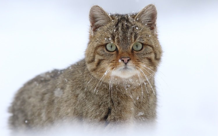 снег, кот, мордочка, усы, кошка, взгляд, дикая кошка, snow, cat, muzzle, mustache, look, wild cat