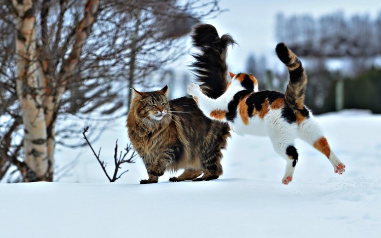 снег, зима, ситуация, прыжок, коты, кошки, нападение, snow, winter, the situation, jump, cats, attack