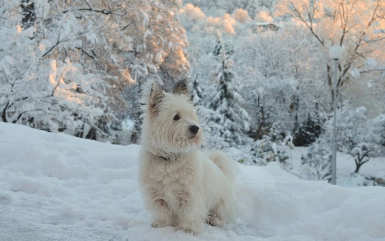 снег, зима, собачка, вест-хайленд-уайт-терьер, snow, winter, dog, the west highland white terrier