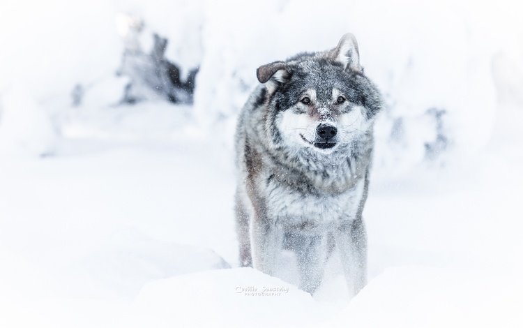 морда, снег, зима, взгляд, хищник, волк, face, snow, winter, look, predator, wolf