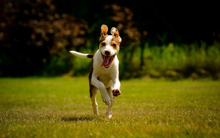 собака, друг, язык, бег, лужайка, джек-рассел-терьер, dog, each, language, running, lawn, jack russell terrier