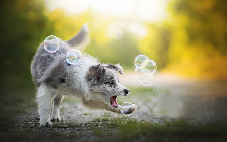 собака, игра, алиса, мыльные пузыри, бордер-колли, dackelpup, dog, the game, alice, bubbles, the border collie