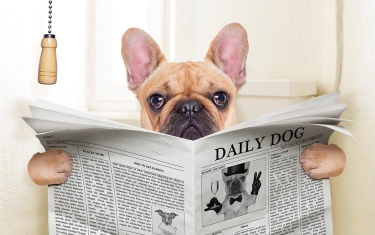 собака, юмор, газета, пес, мопс, dog, humor, newspaper, pug
