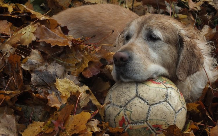 листья, осень, собака, мяч, золотистый ретривер, leaves, autumn, dog, the ball, golden retriever